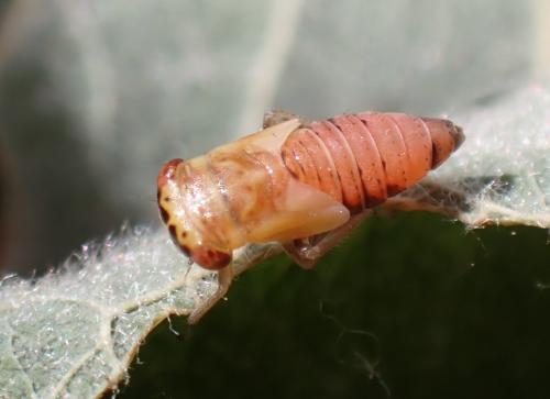 Réf. 325 406 : Metidiocerus (elegans-rutilans)